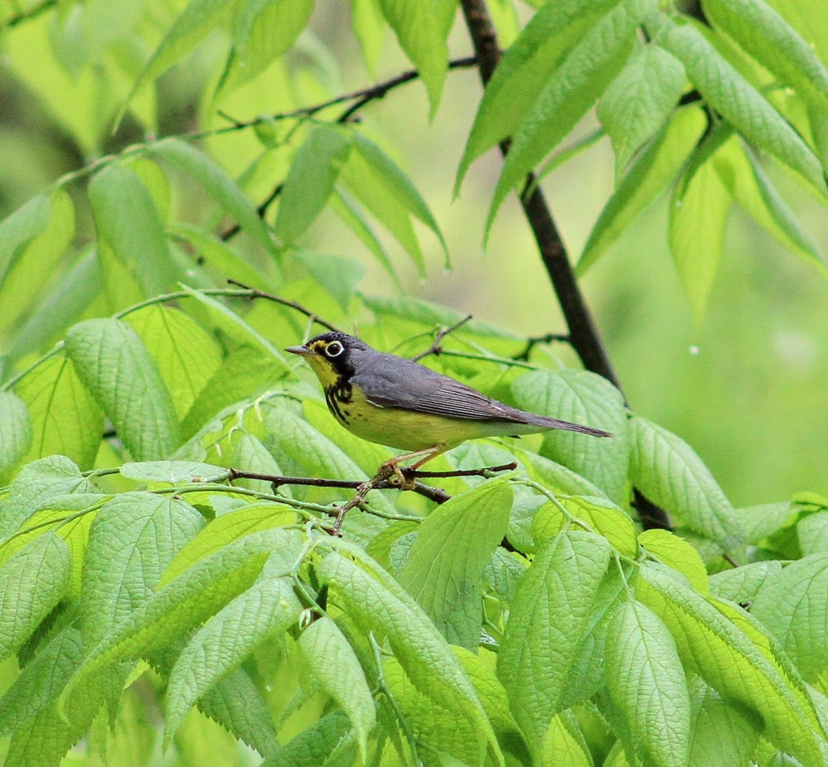Canada Warbler - ML444873751