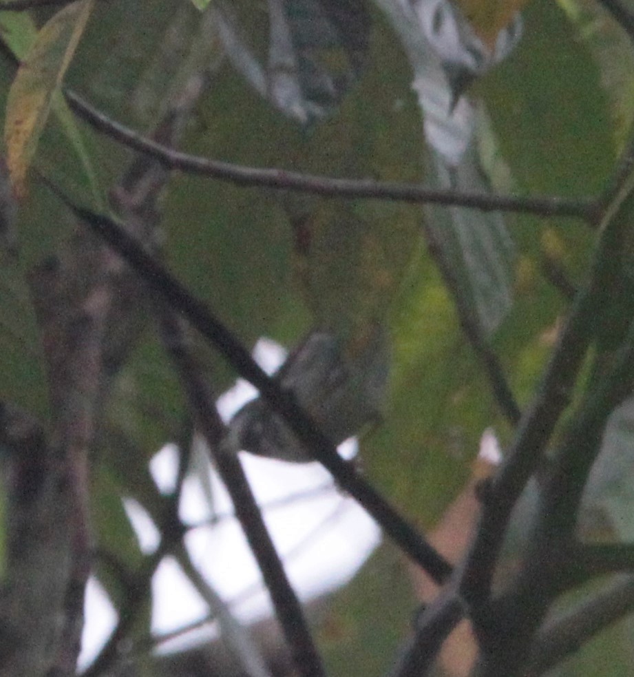 Blackpoll Warbler - Paul van Els