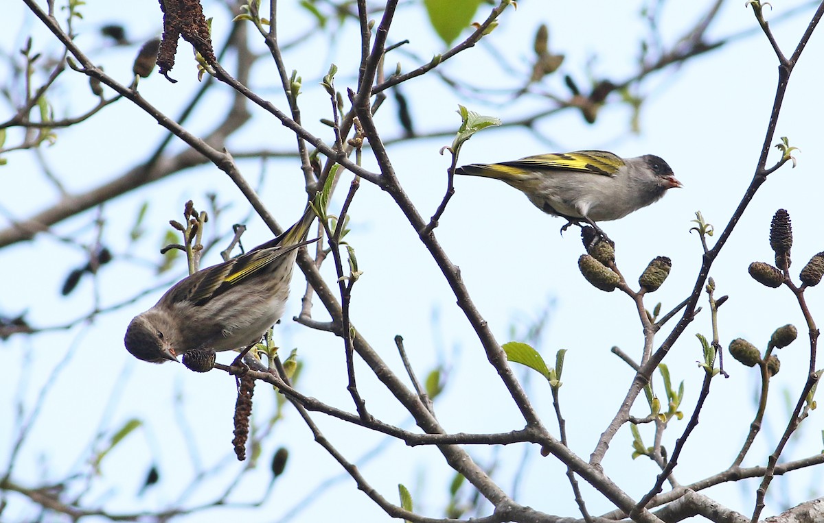Pine Siskin (Chiapas) - Andrew Spencer