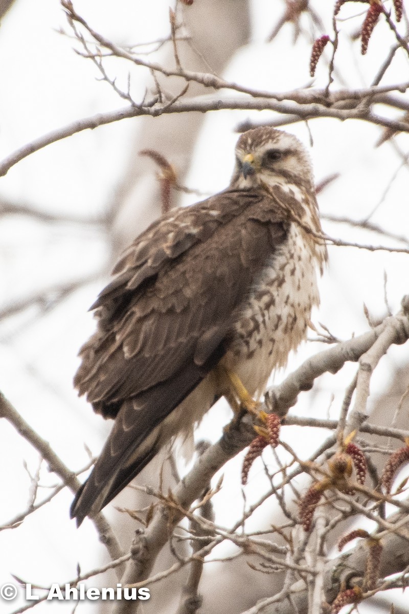 Swainson's Hawk - ML444883171