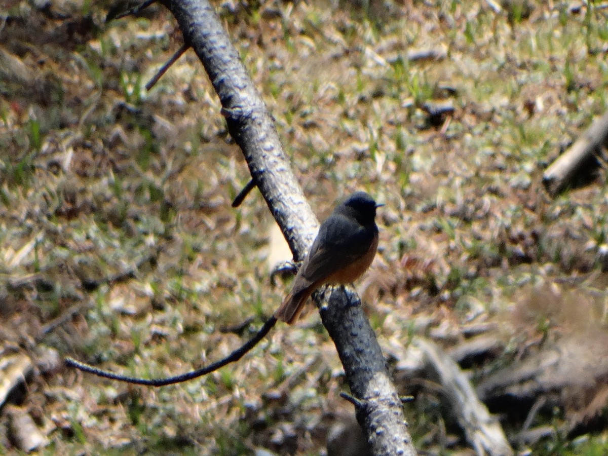 Black Redstart - ML444883851