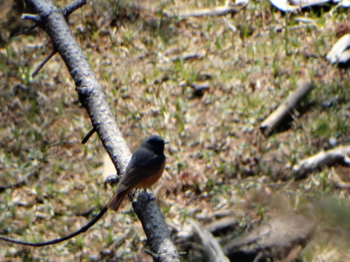 Black Redstart - ML444883861