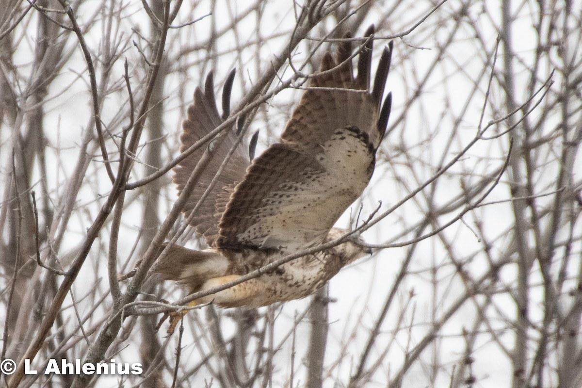 Swainson's Hawk - ML444884201
