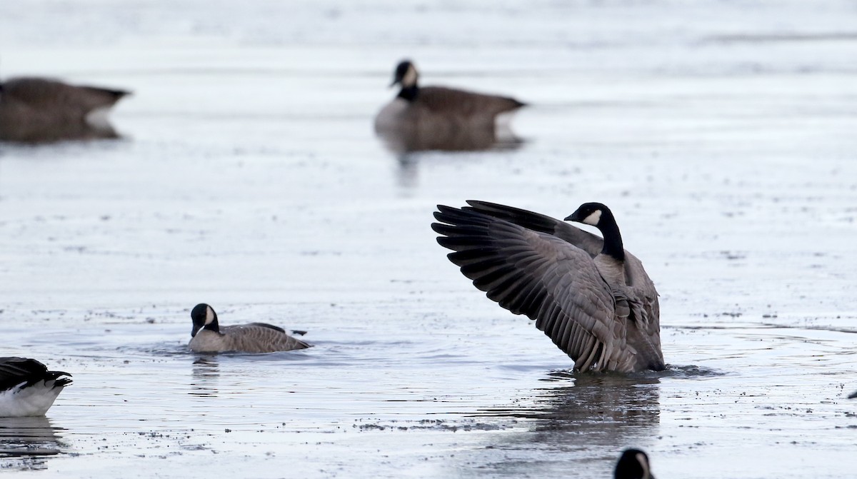 Cackling Goose (Richardson's) - ML44488421