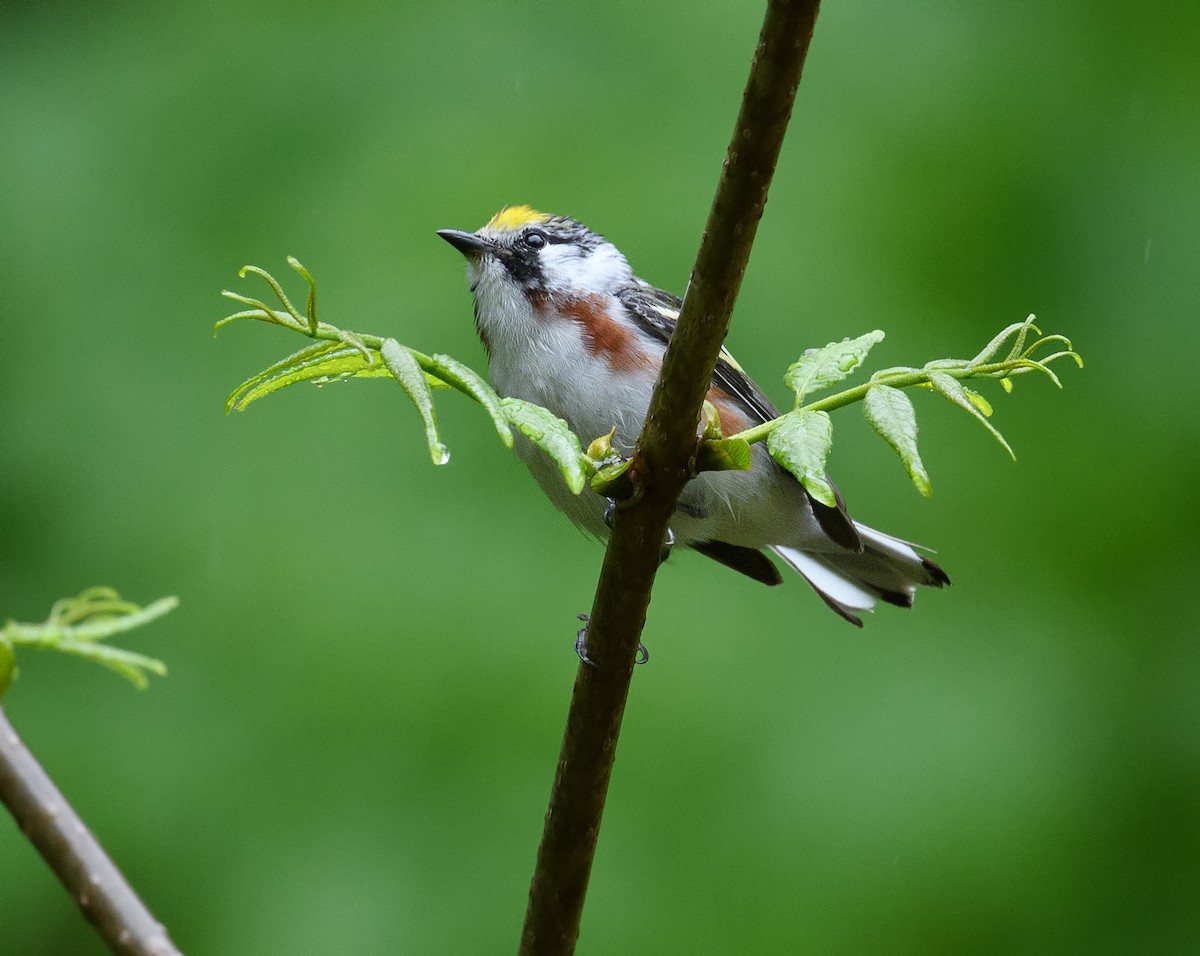 Chestnut-sided Warbler - ML444886501