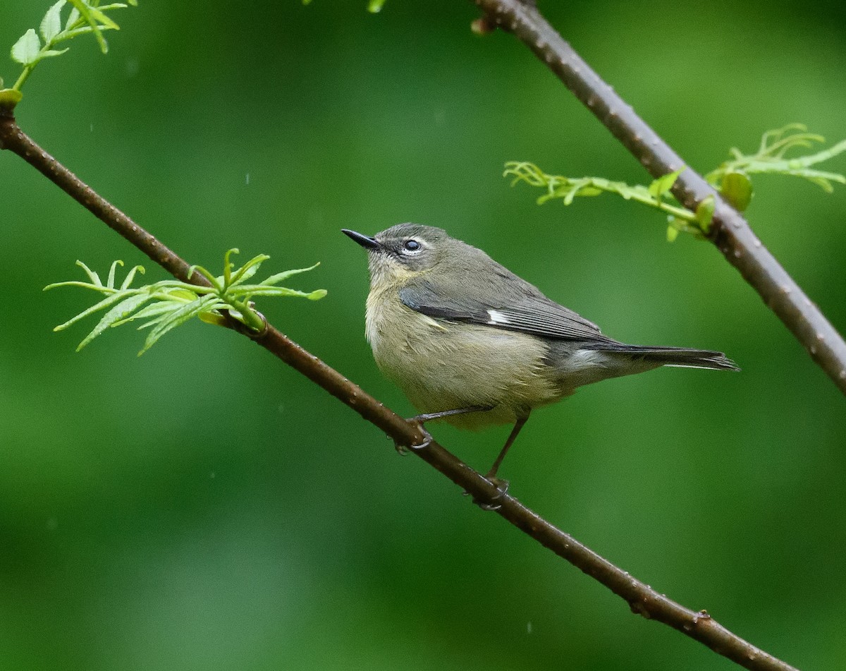 Black-throated Blue Warbler - ML444886561