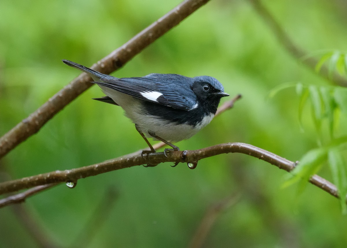 Black-throated Blue Warbler - ML444886571