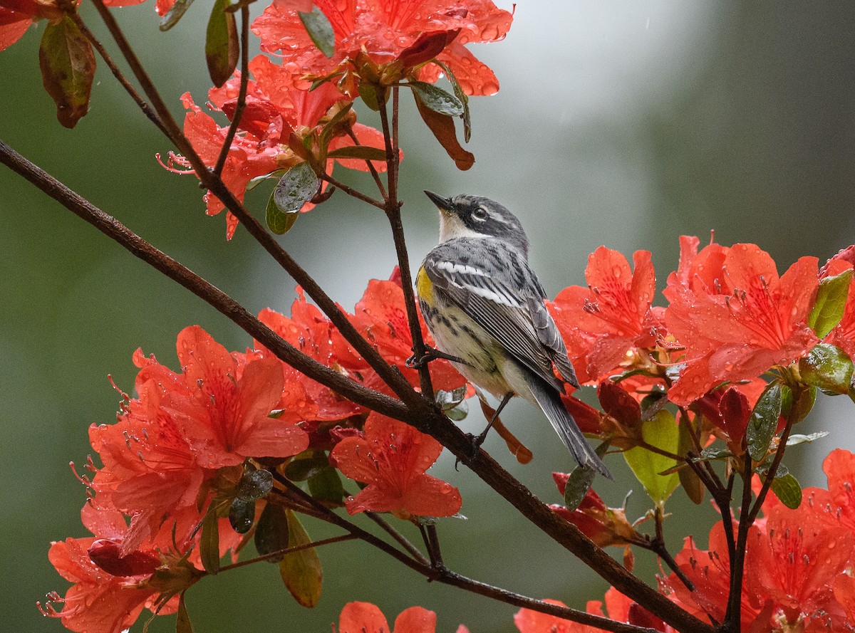 Yellow-rumped Warbler - ML444886691