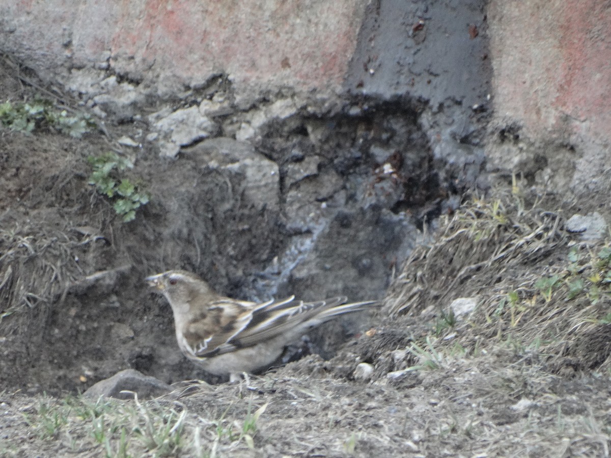 Plain Mountain Finch - ML444887191