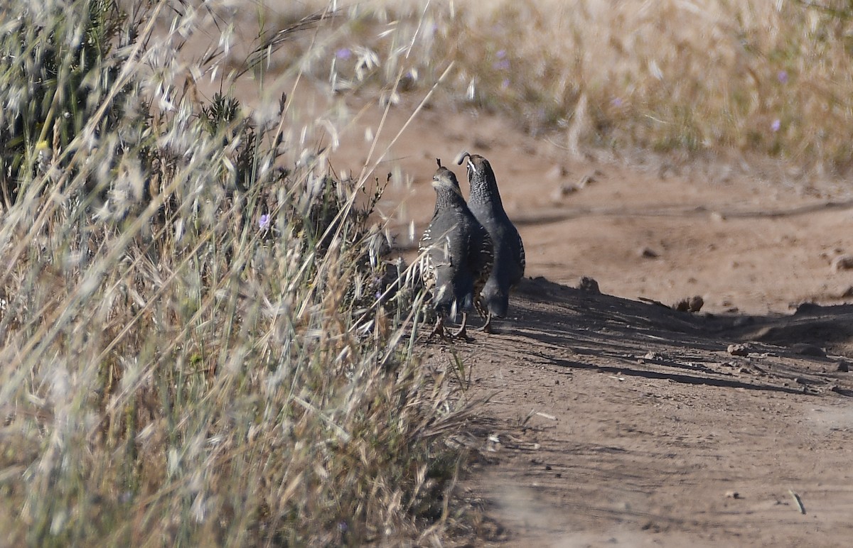 California Quail - ML444889301