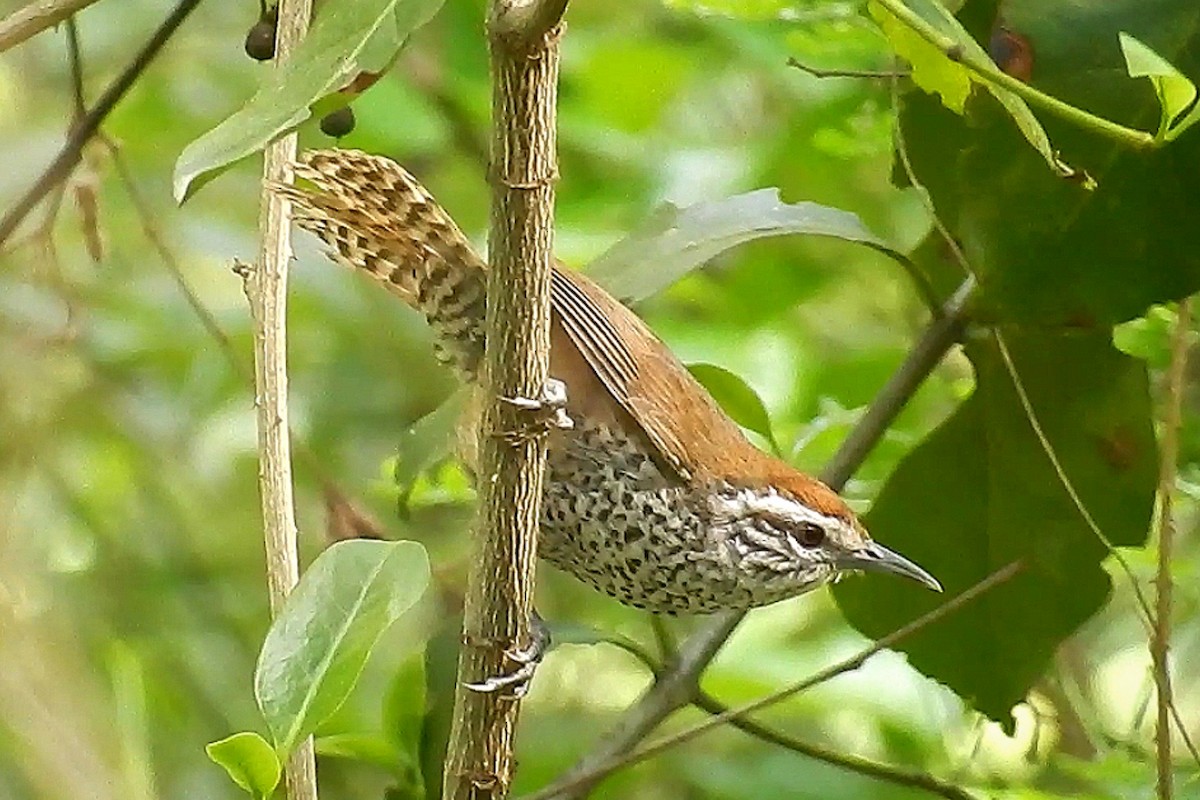 Spot-breasted Wren - ML444889411