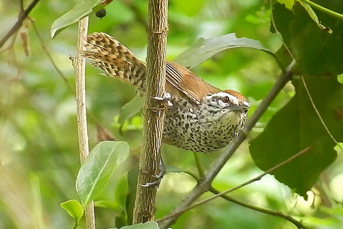 Spot-breasted Wren - Gaby Serrano