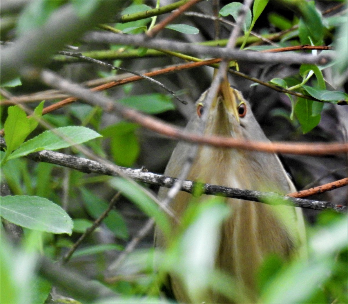 Little Bittern - Güneş Deniz Yıldırım