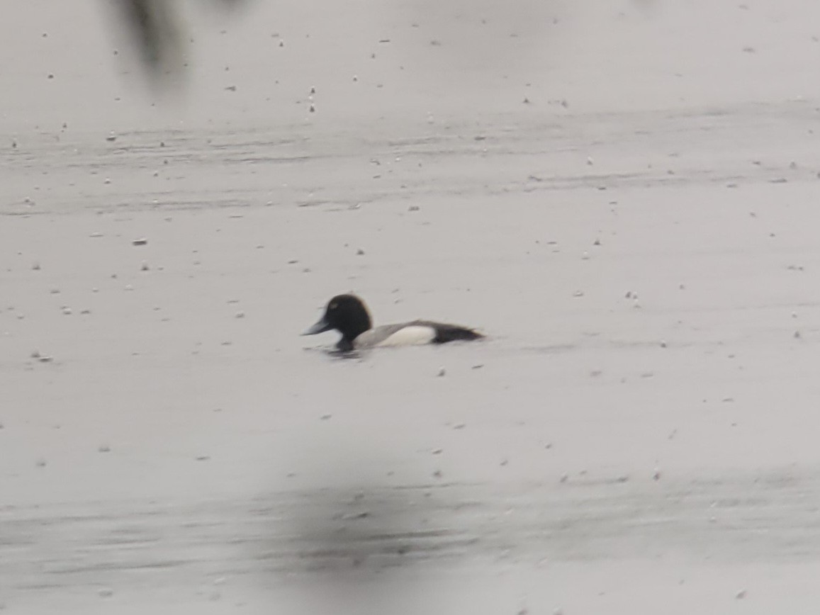 Greater Scaup - ML444893111