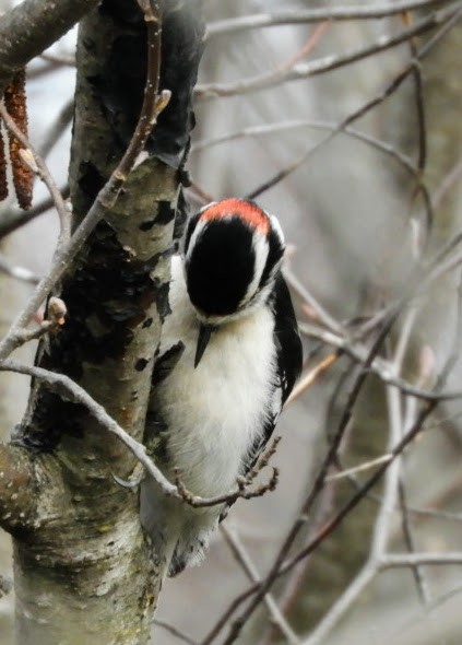 Downy Woodpecker - ML444893241