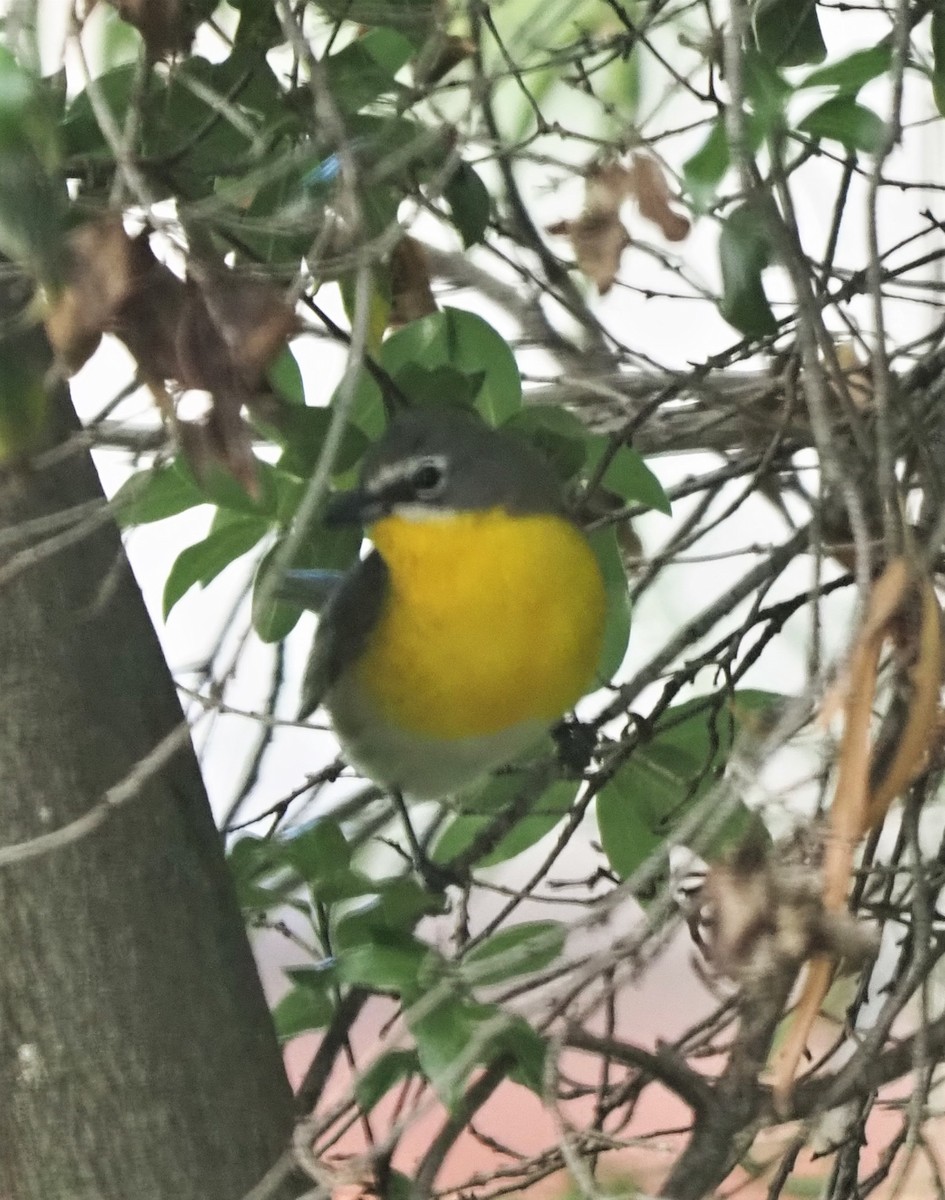 Yellow-breasted Chat - ML444893301