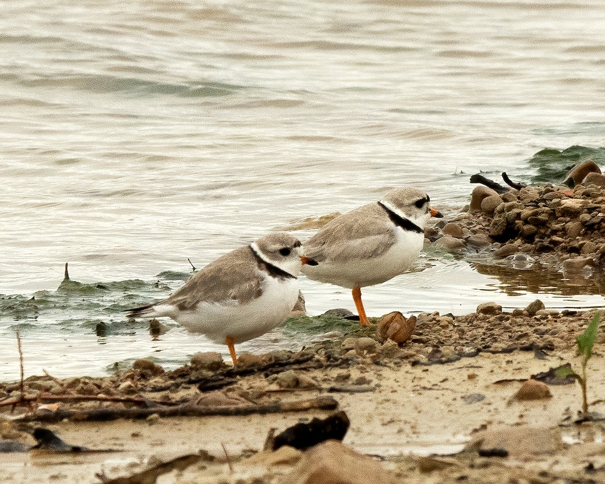 Piping Plover - Mike Yough