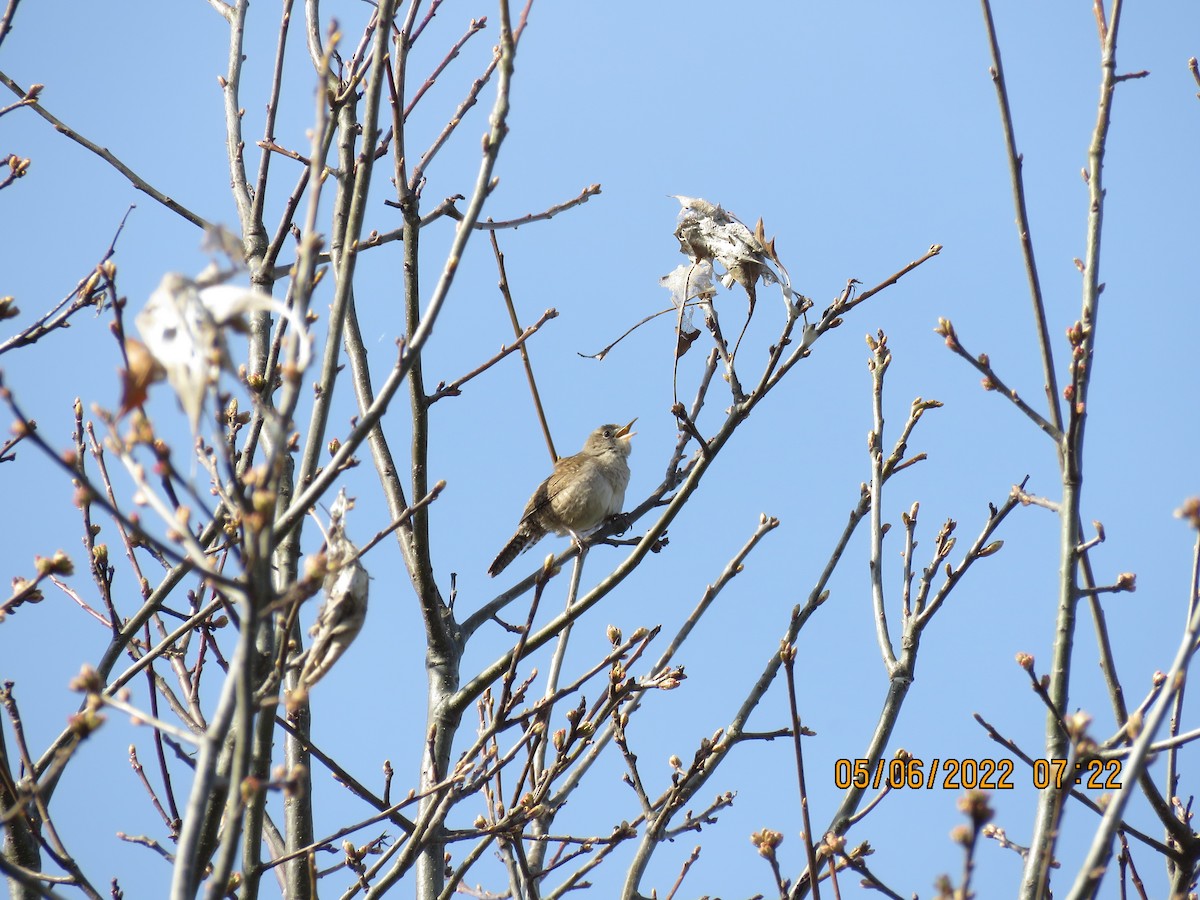 House Wren - ML444896101