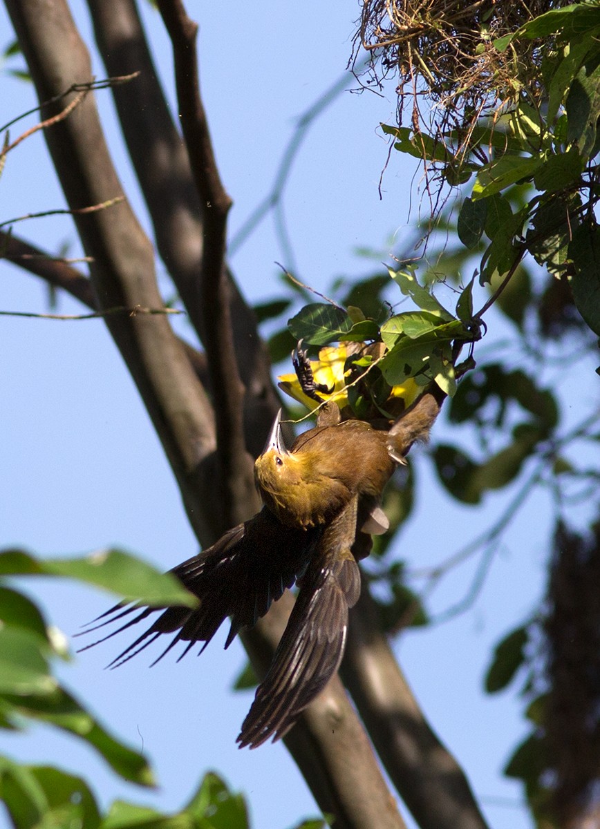 Russet-backed Oropendola - ML44489981