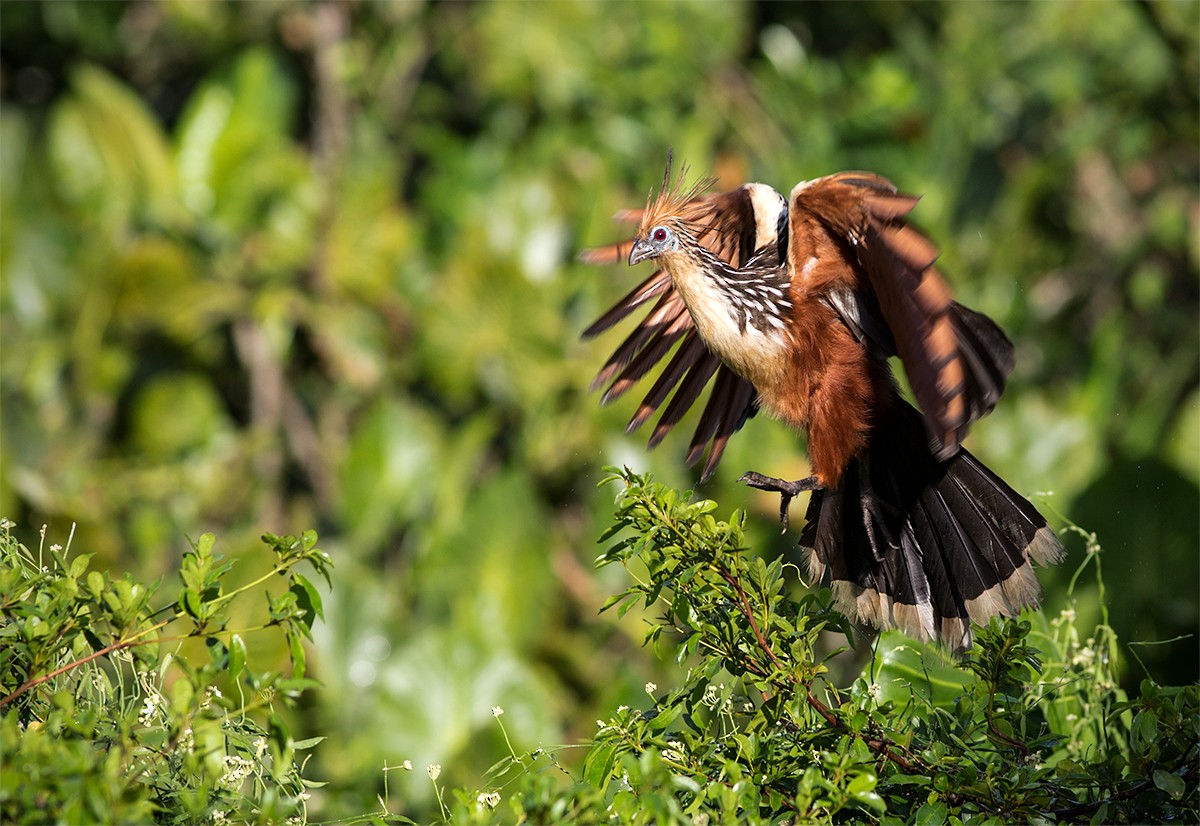 hoatzin - ML44490101