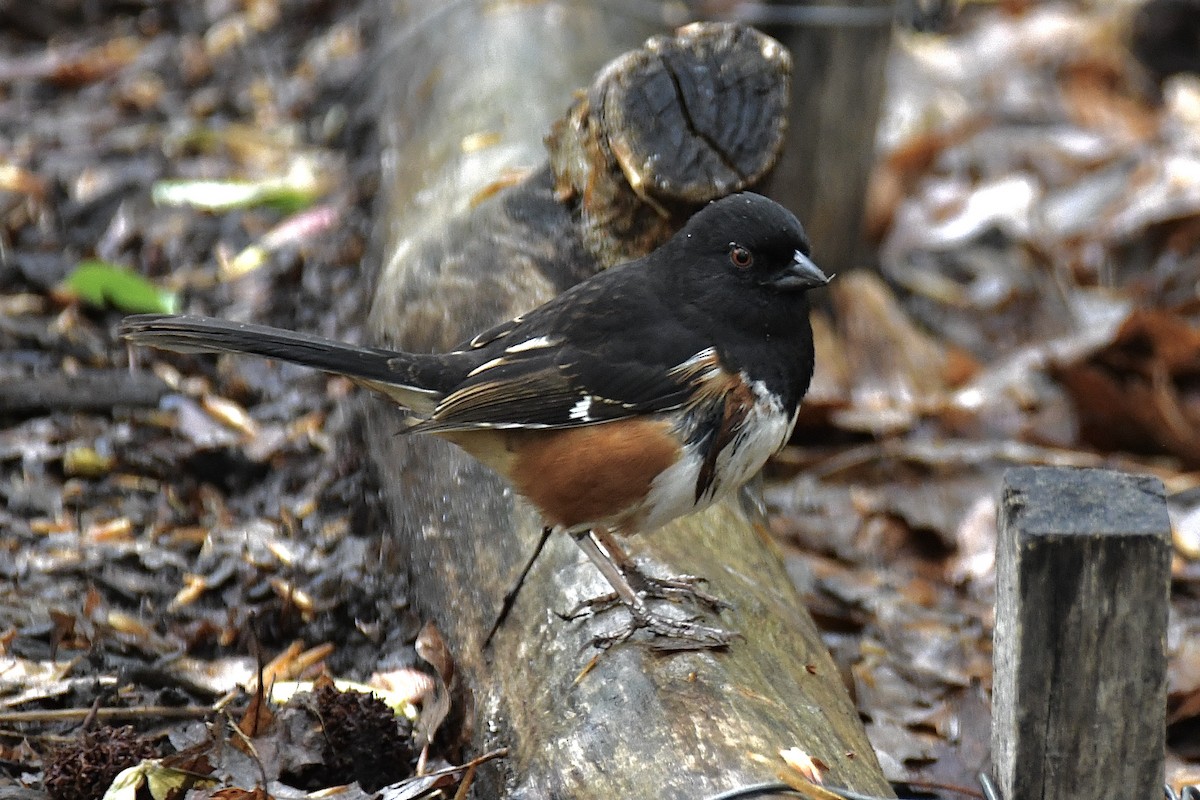 Eastern Towhee - ML444901291