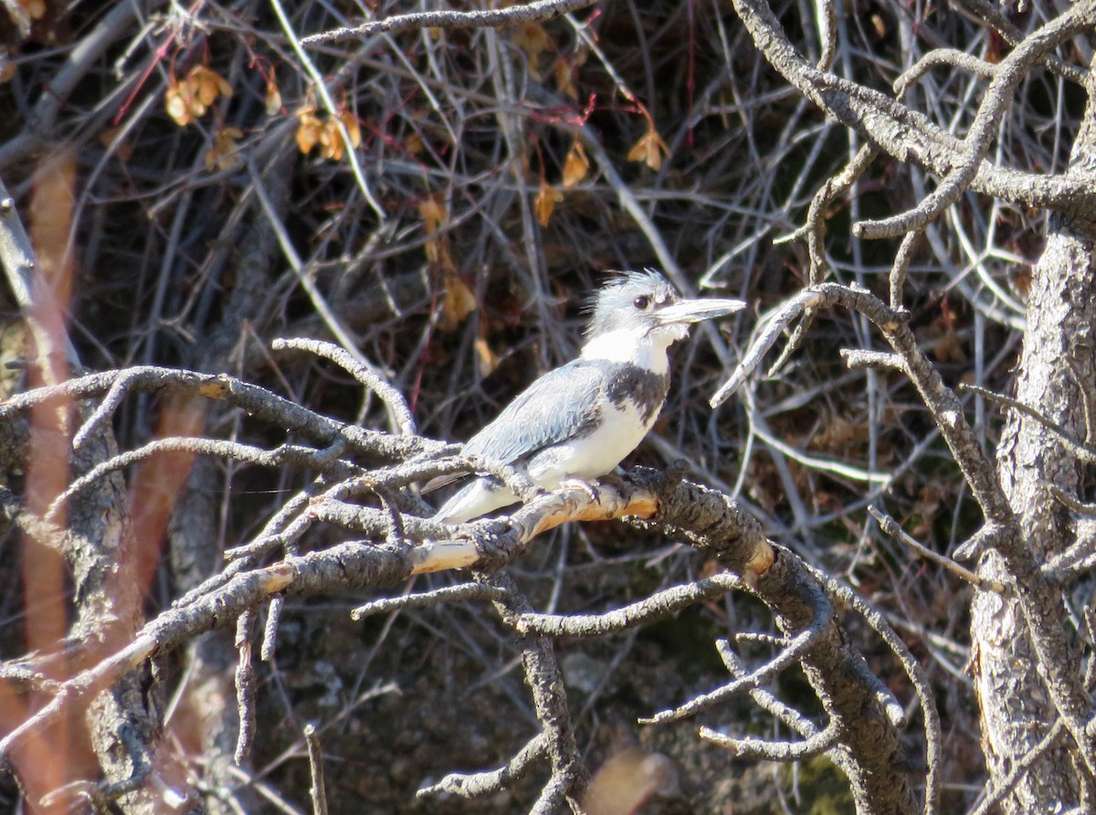 Belted Kingfisher - ML444903911