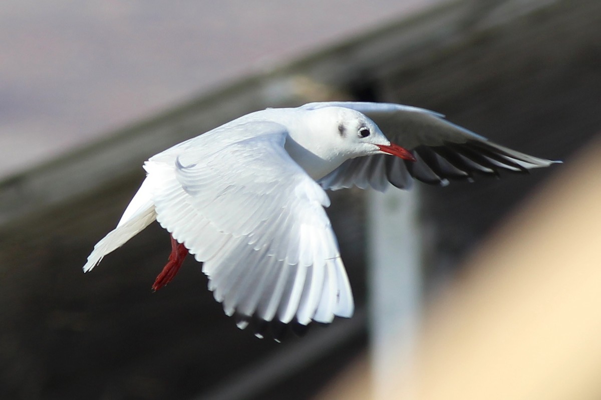 Black-headed Gull - ML44490471