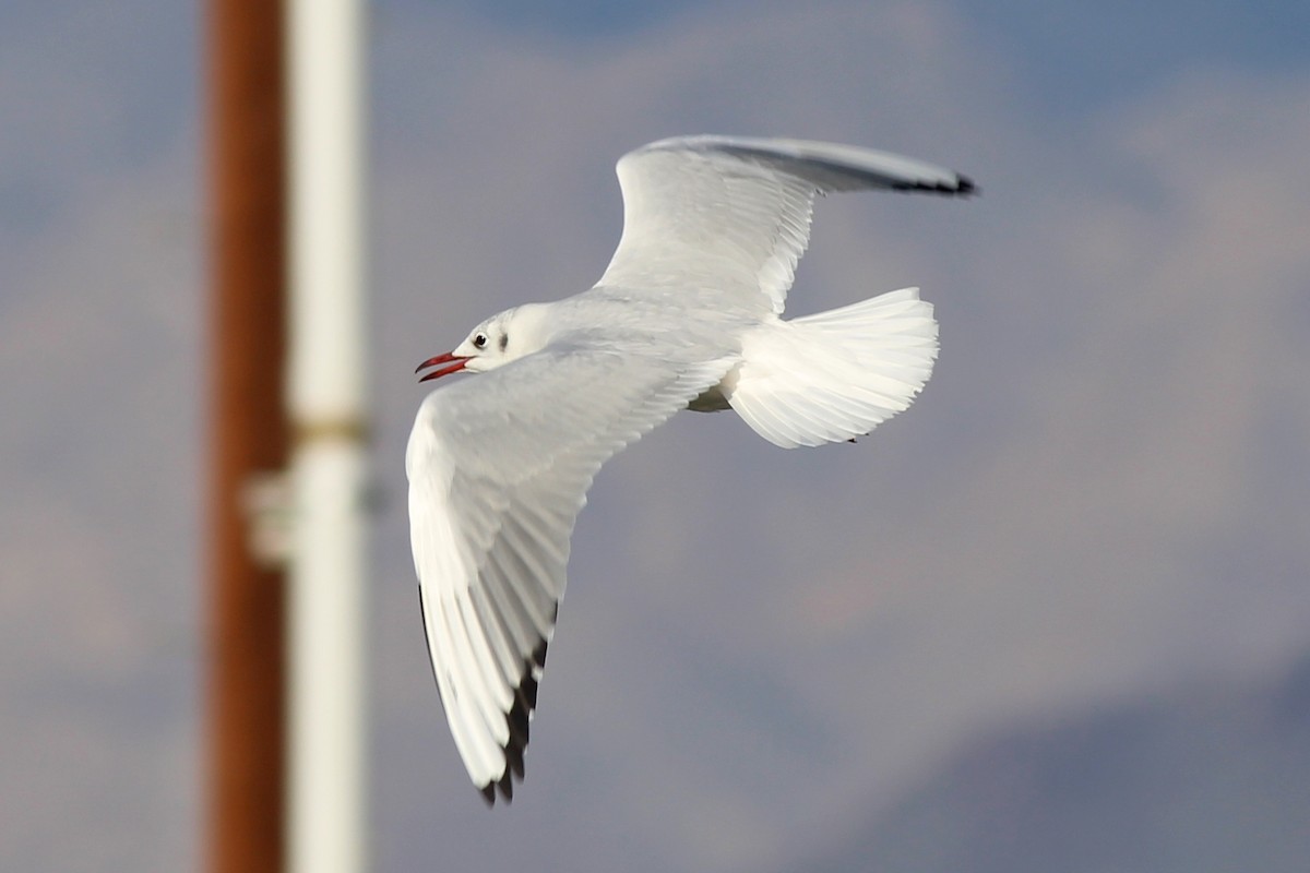 Black-headed Gull - Nicole Desnoyers