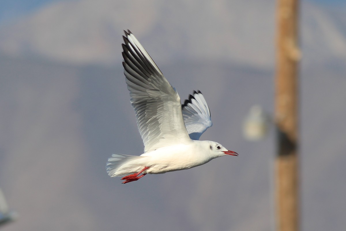 Black-headed Gull - ML44490491