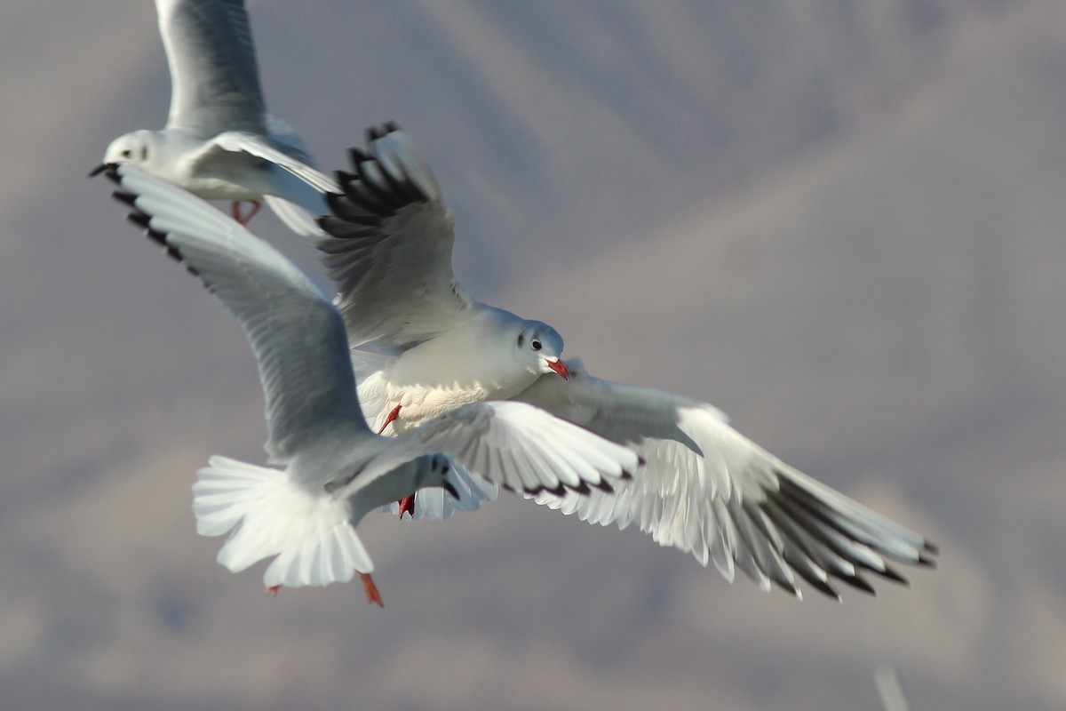 Black-headed Gull - Nicole Desnoyers