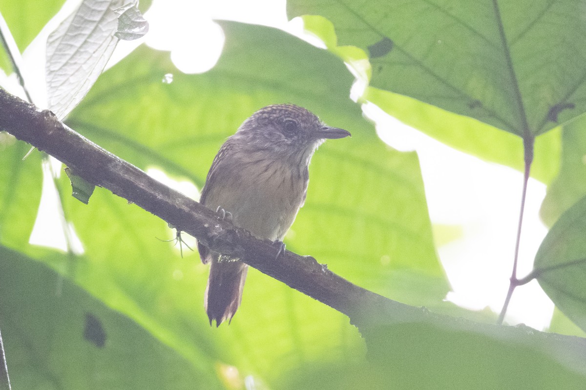 Spot-crowned Antvireo - John C. Mittermeier