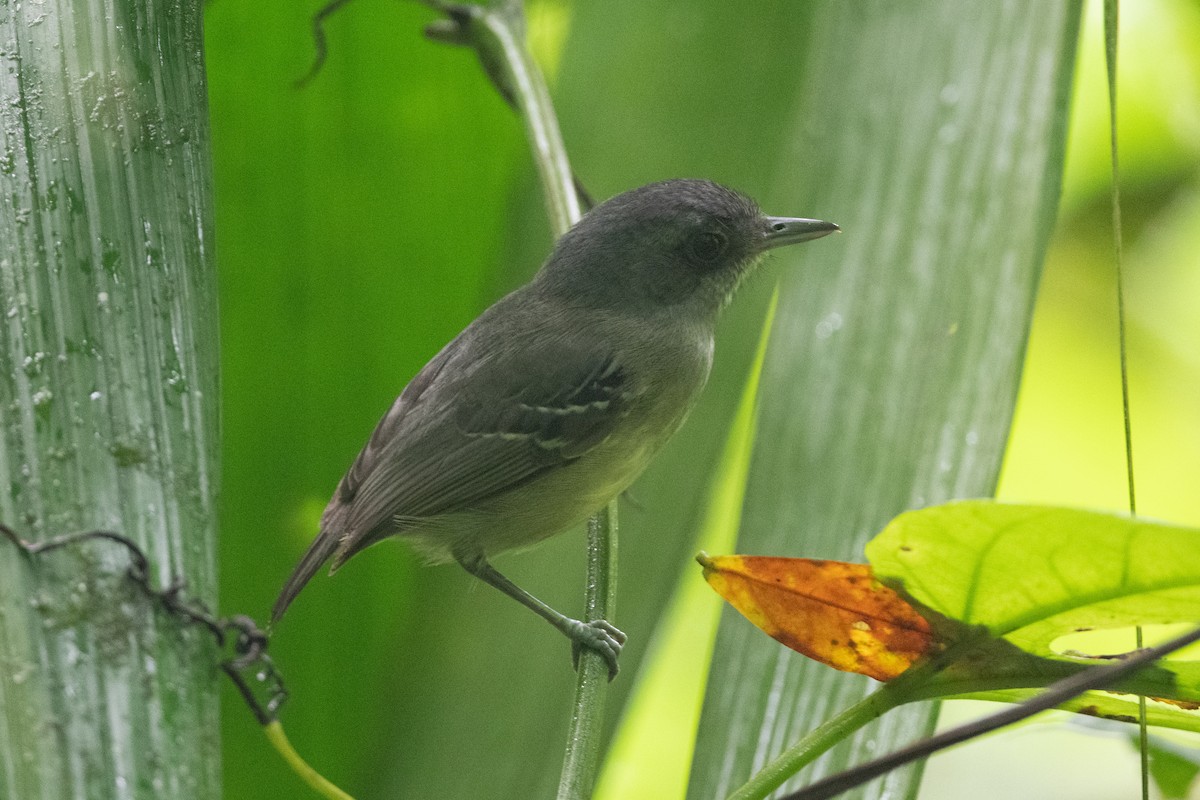 Plain Antvireo - John C. Mittermeier