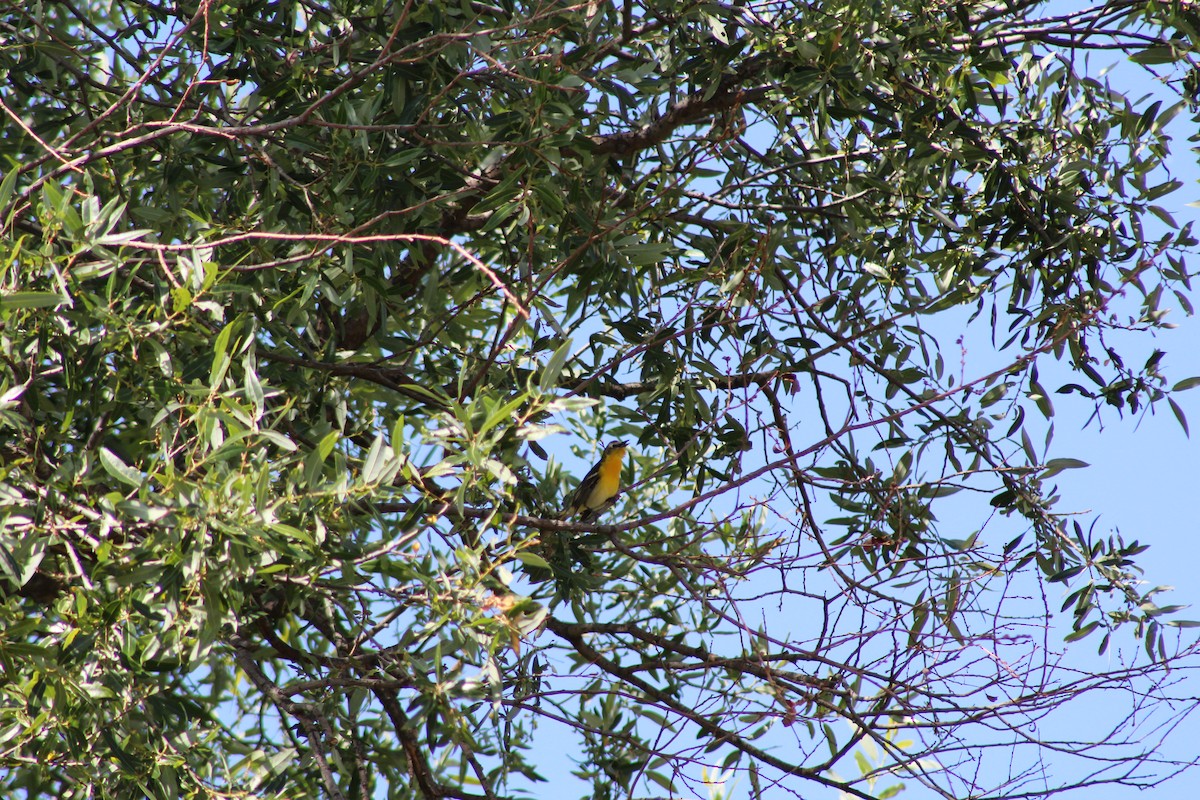 Yellow-breasted Chat x Hooded Oriole (hybrid) - ML444906421