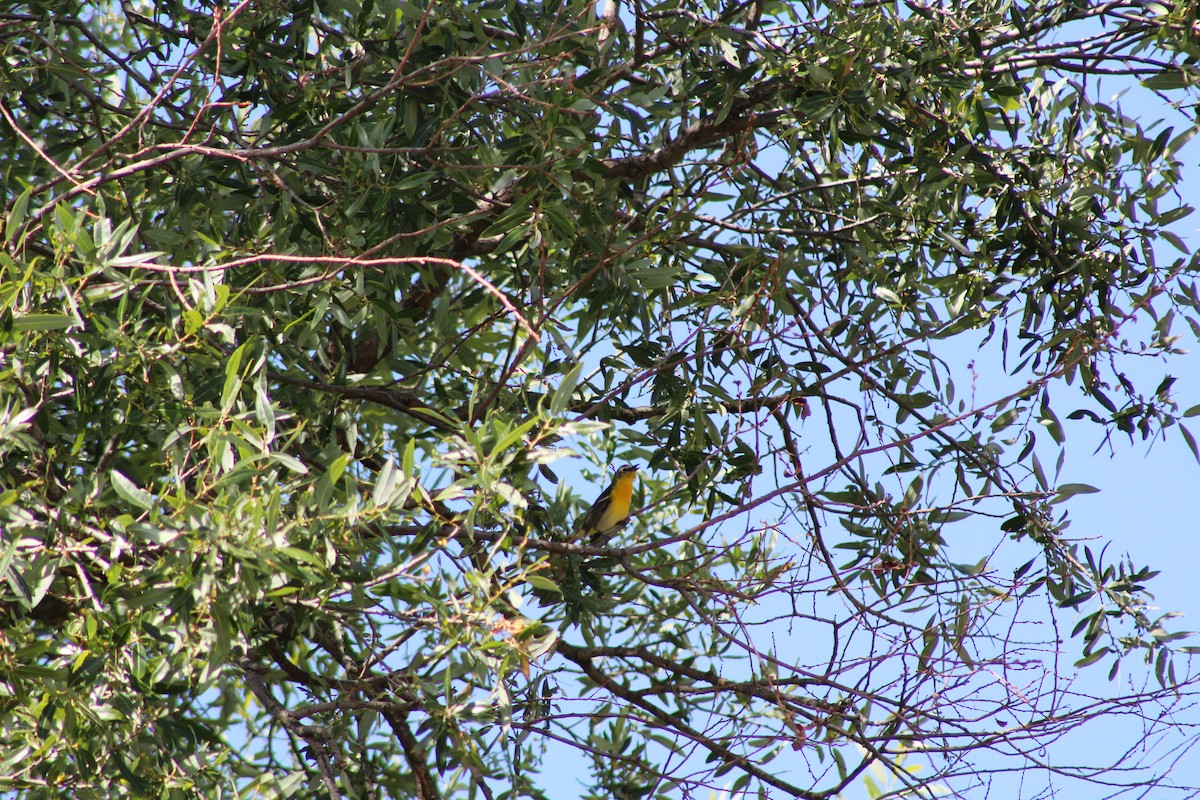 Yellow-breasted Chat x Hooded Oriole (hybrid) - ML444906431