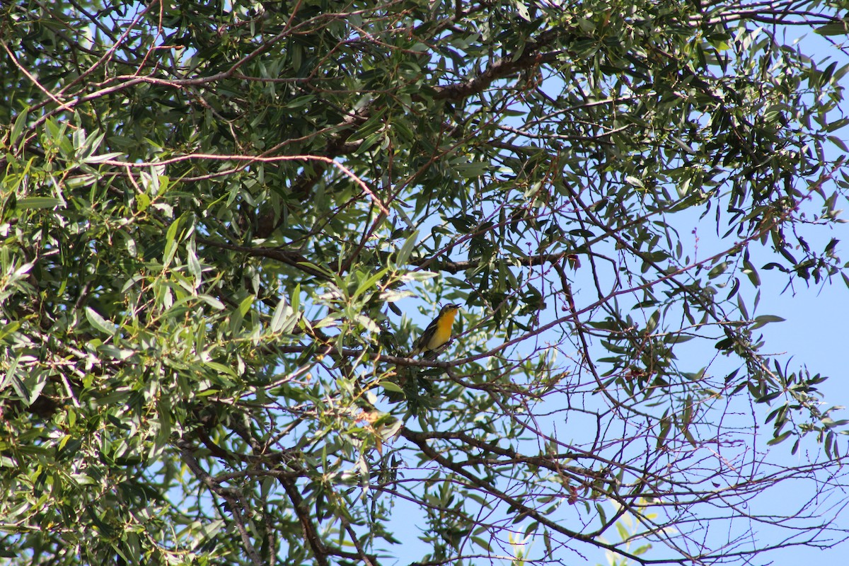 Yellow-breasted Chat x Hooded Oriole (hybrid) - ML444906441
