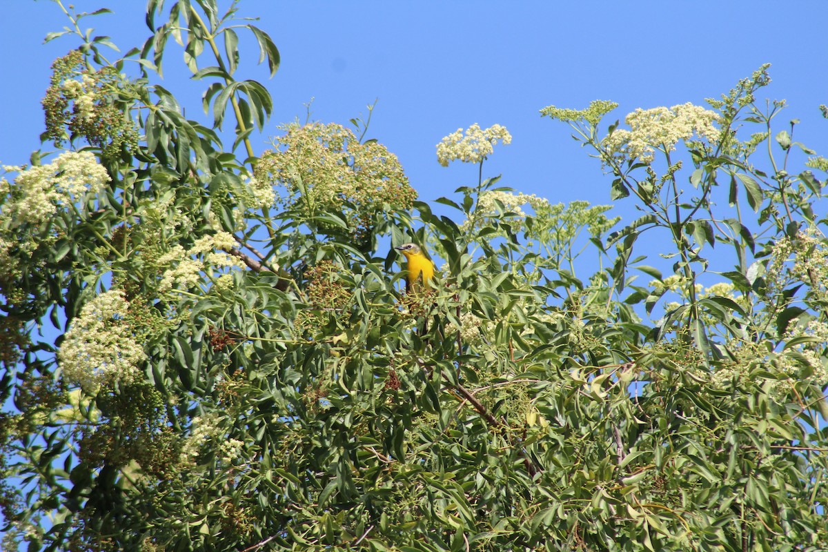 Yellow-breasted Chat x Hooded Oriole (hybrid) - ML444906451