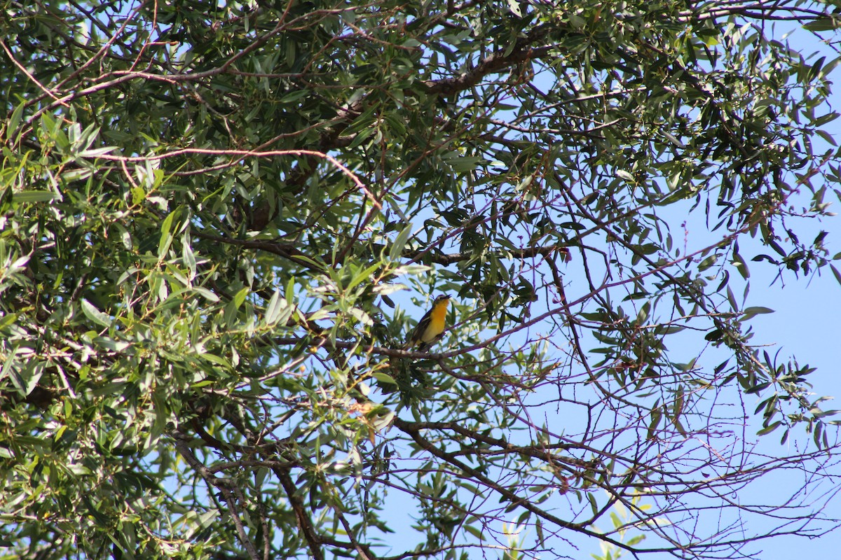 Yellow-breasted Chat x Hooded Oriole (hybrid) - ML444906471