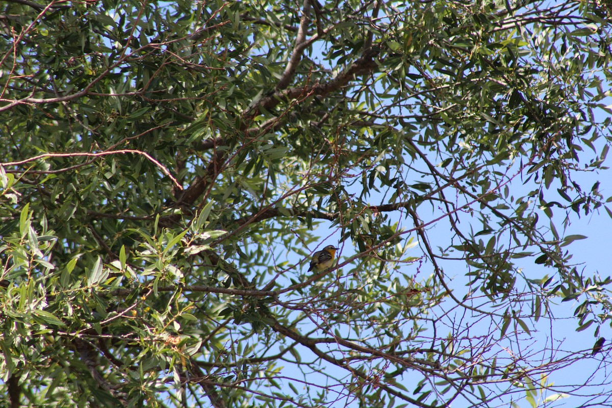 Yellow-breasted Chat x Hooded Oriole (hybrid) - ML444906491