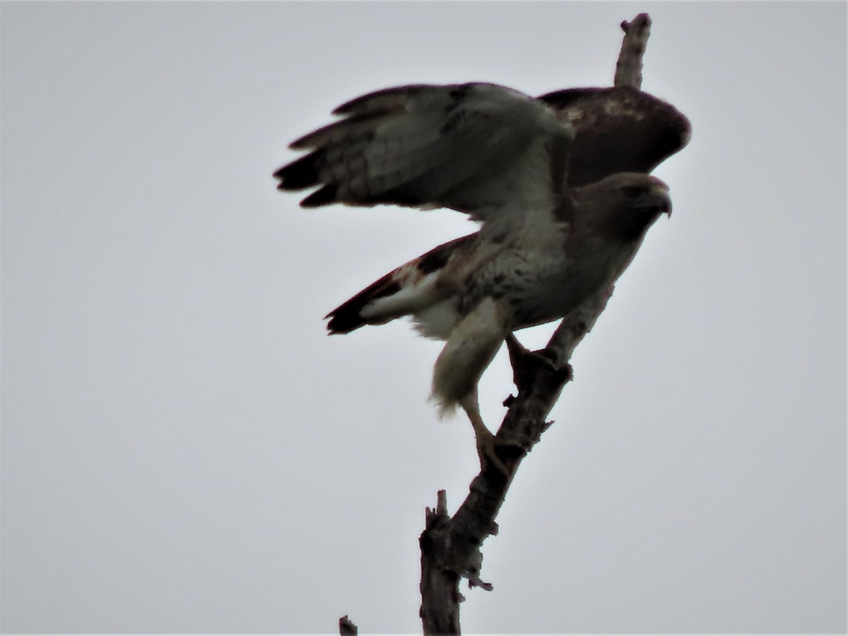 Red-tailed Hawk - ML444906911