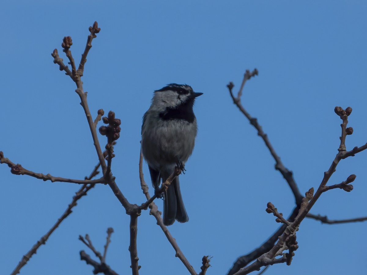 Mountain Chickadee - ML444907911