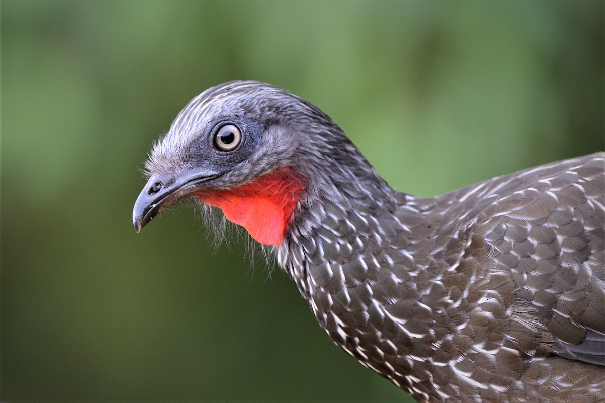Band-tailed Guan - ML444908831