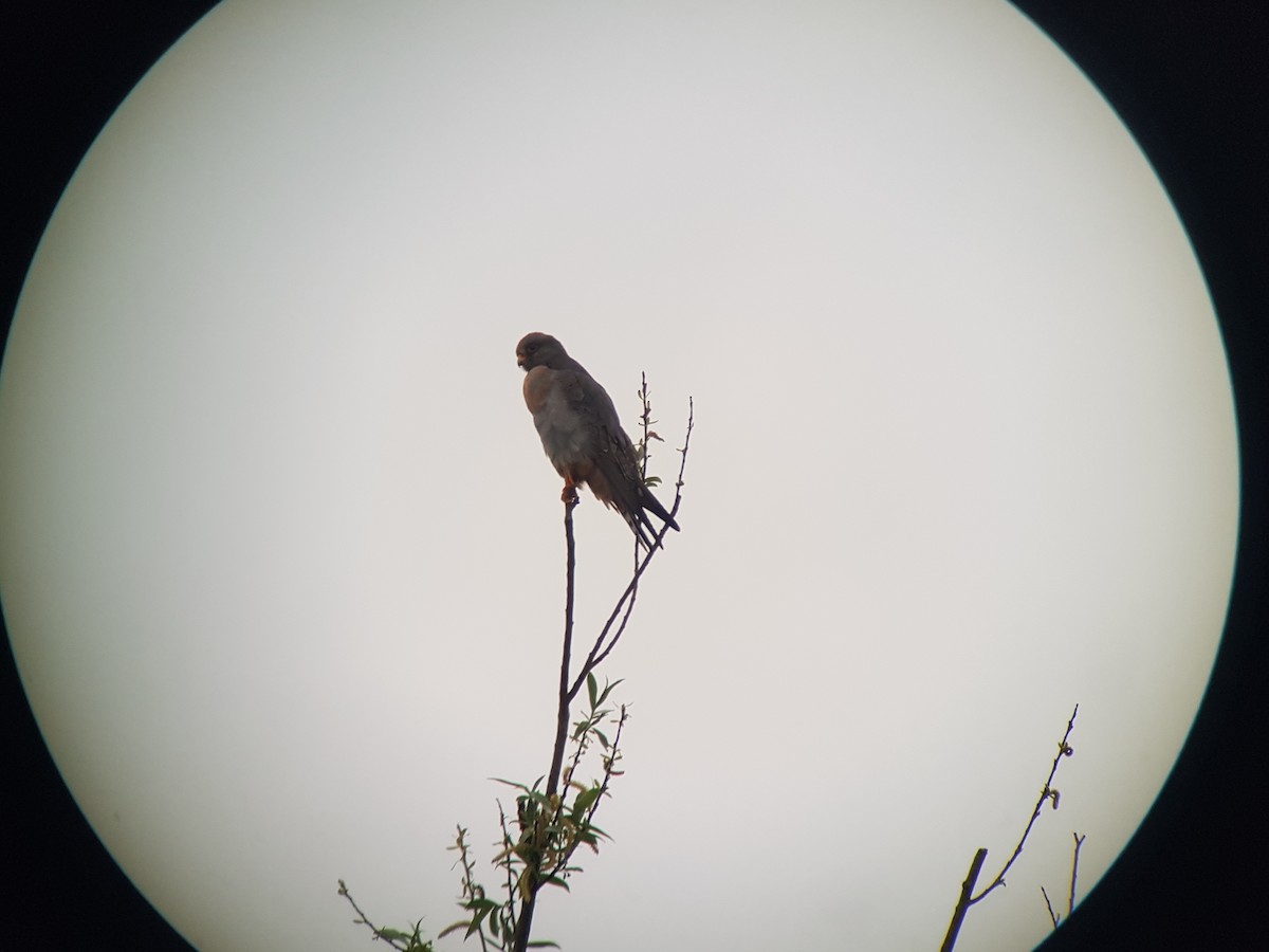 Red-footed Falcon - ML444908921