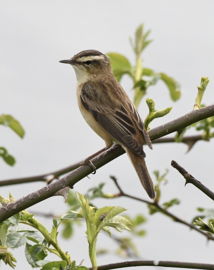 Sedge Warbler - Simon  Cooper