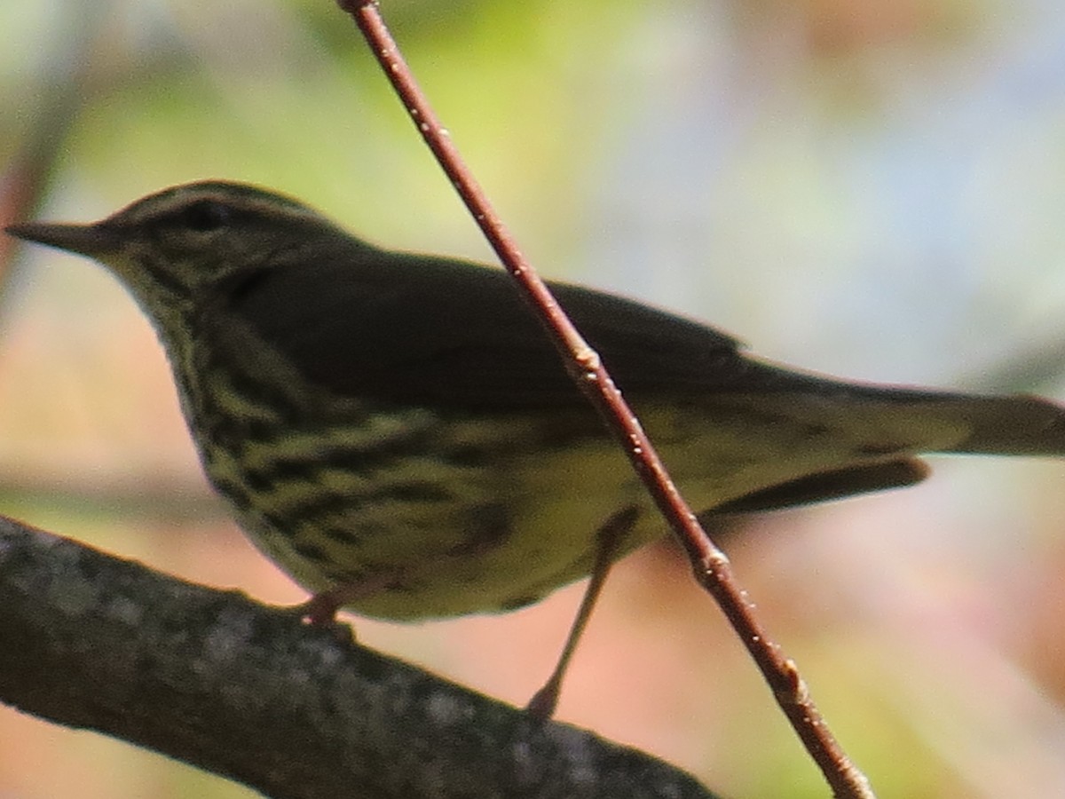 Northern Waterthrush - ML444909841