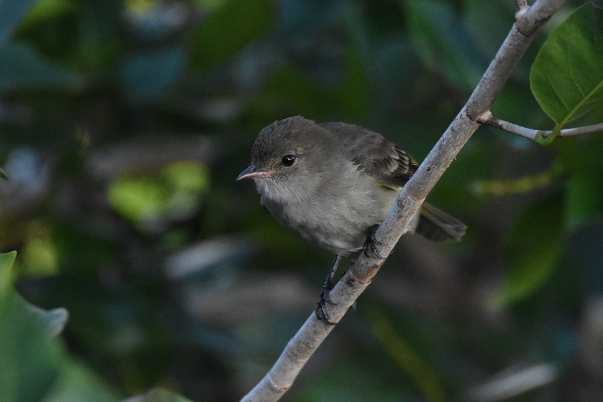 Caribbean Elaenia - ML44491131