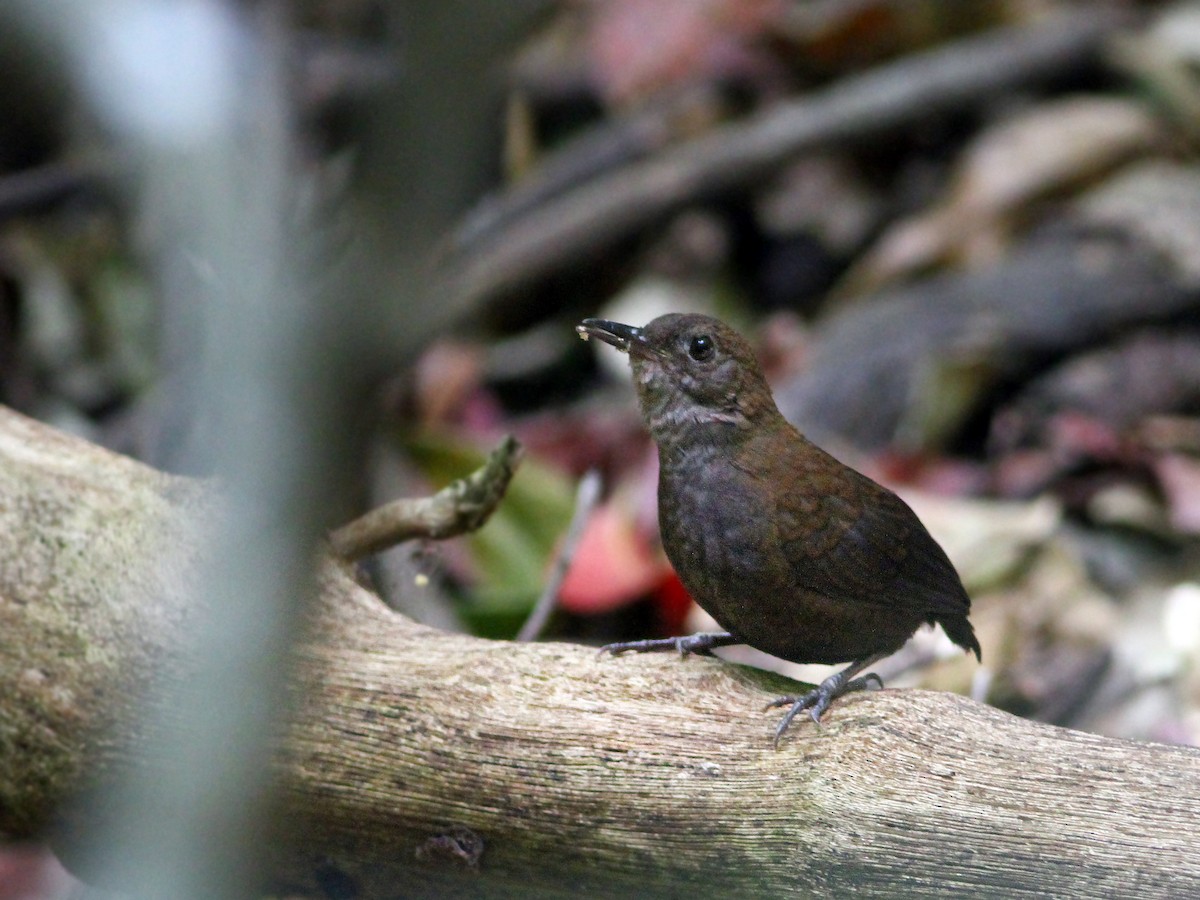 Nightingale Wren - Andrew Spencer