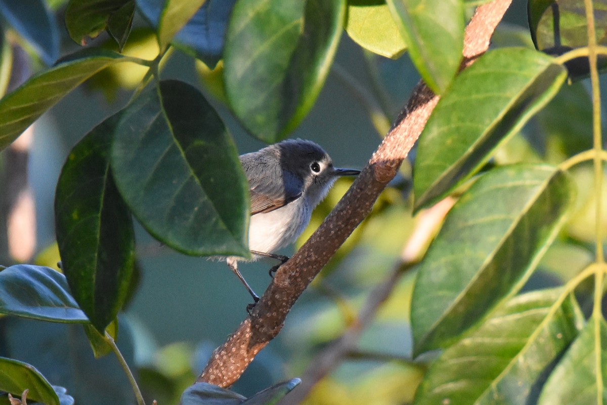 Blue-gray Gnatcatcher (Cozumel) - ML44491221