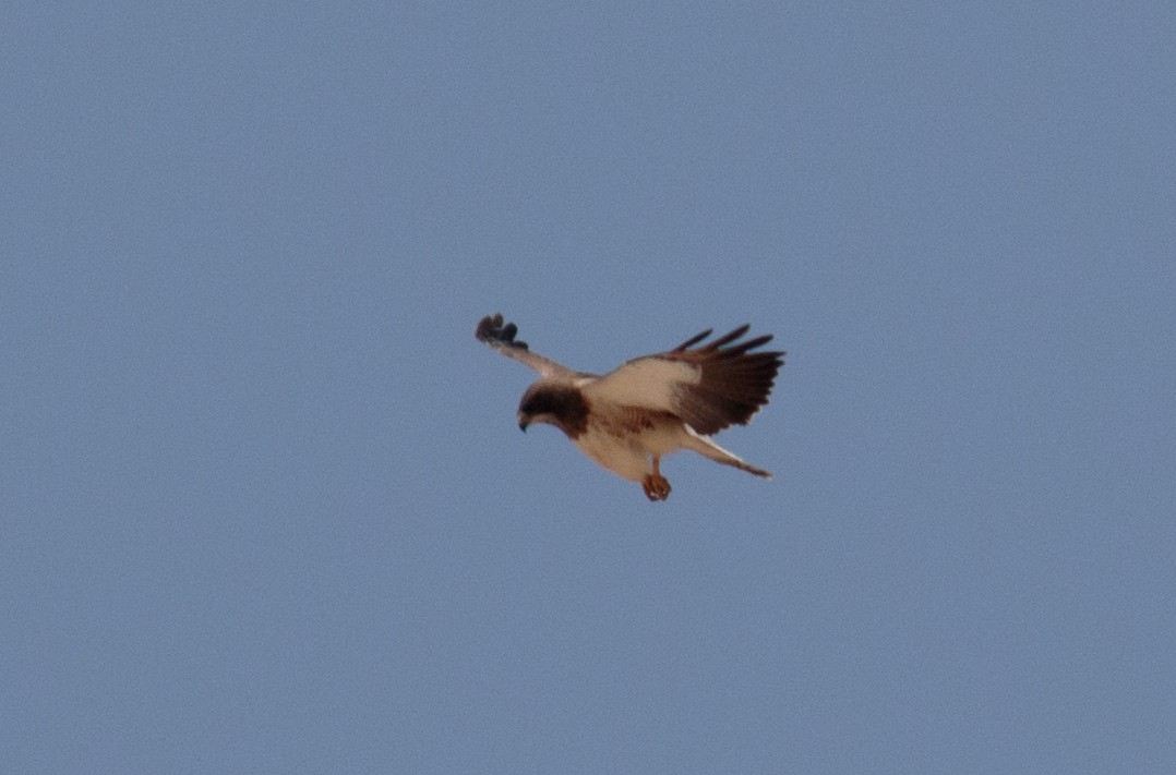 Swainson's Hawk - ML444913031