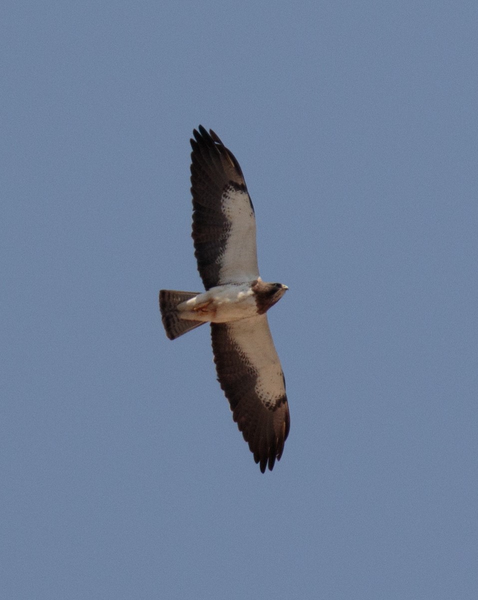 Swainson's Hawk - ML444913051