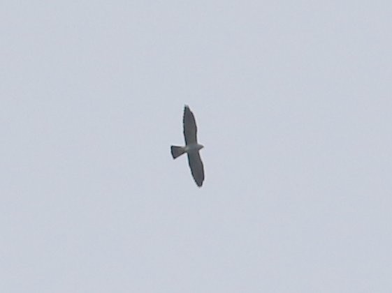 Mississippi Kite - Doug Johnston